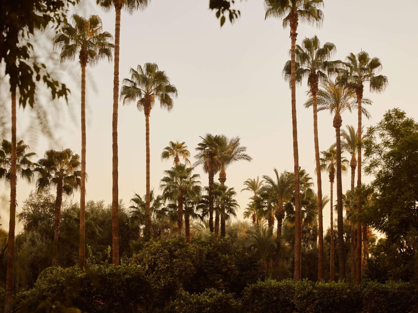 El palmeral de los jardines de La Mamounia al atardecer